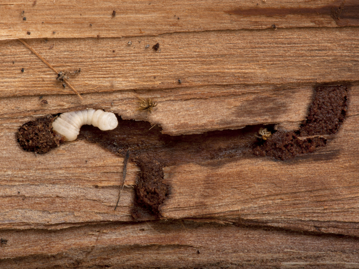 WoodBoring Beetle Control  Cal Valley Termite